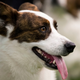 A Cardigan Welsh Corgi at the 141st Westminster Kennel Club Dog Show in 2017.